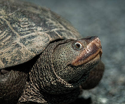 Lara Ellis - Diamondback Terrapin Lara Ellis - Diamondback Terrapin