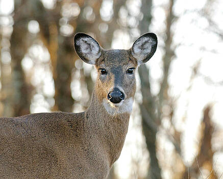 Lara Ellis - Doe A Deer A Female Deer Lara Ellis - Doe A Deer A Female Deer