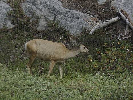 Don Kreuter - Doe Mule Deer Feeding Don Kreuter - Doe Mule Deer Feeding
