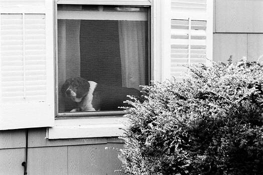 Harold E McCray - Dog In Window Harold E McCray - Dog In Window