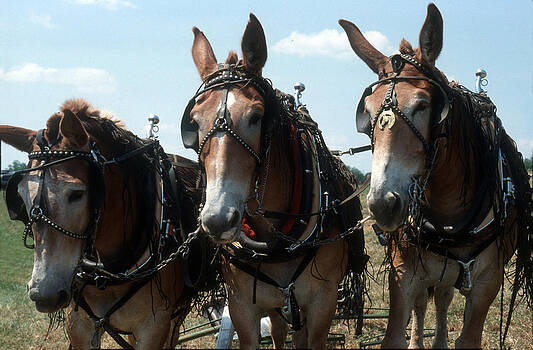 Harold E McCray - Draft Horses and Mules Harold E McCray - Draft Horses and Mules