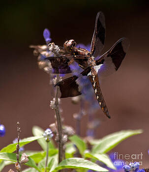 Photos By Cassandra - Dragonfly on Purpled Photos By Cassandra - Dragonfly on Purpled