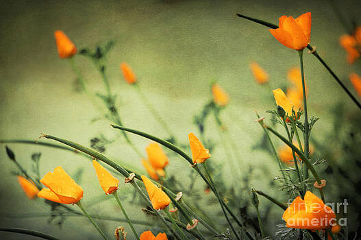 Ellen Cotton - Dreaming of Spring Ellen Cotton - Dreaming of Spring