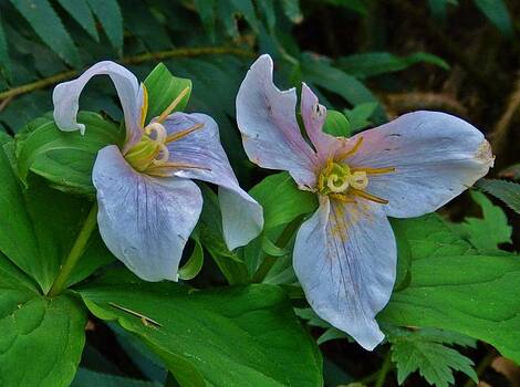 Charles Lucas - Dual Trilliums Charles Lucas - Dual Trilliums