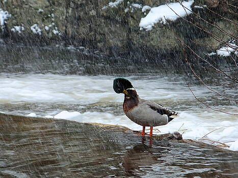 Marc Philippe Joly - Duck standing in cold water Marc Philippe Joly - Duck standing in cold water