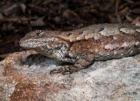 Lara Ellis - Eastern Fence Lizard 2 Lara Ellis - Eastern Fence Lizard 2