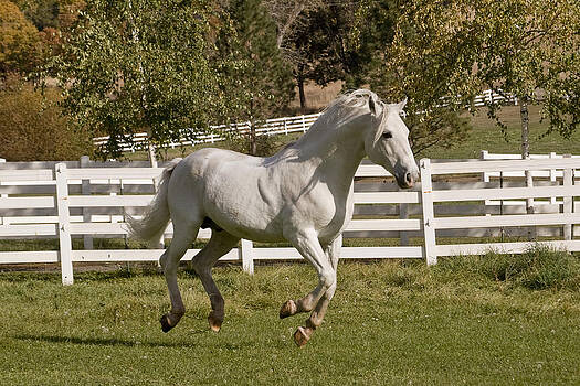Wes and Dotty Weber - Effortless Gait Wes and Dotty Weber - Effortless Gait