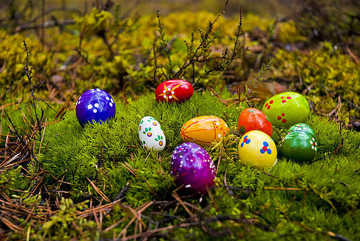 Gynt - Eggs in the forest Gynt - Eggs in the forest