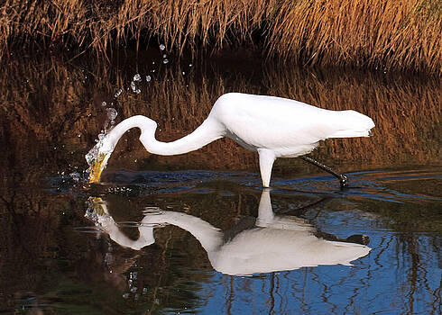 Lara Ellis - Egret Gone Fishing Lara Ellis - Egret Gone Fishing