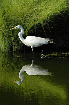Lara Ellis - Egret Reflections Lara Ellis - Egret Reflections