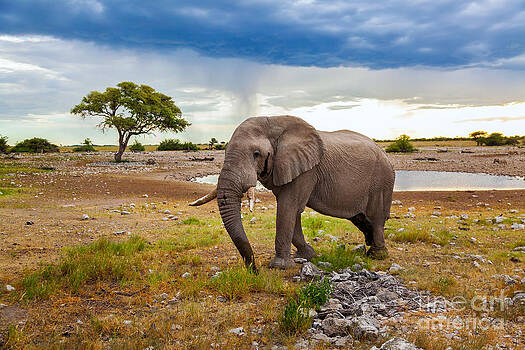 Katka Pruskova - Elephant in Africa II Katka Pruskova - Elephant in Africa II