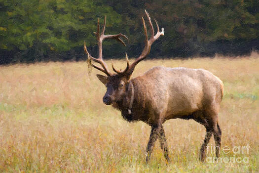 Jill Lang - Elk in the Field Oil Painting Jill Lang - Elk in the Field Oil Painting