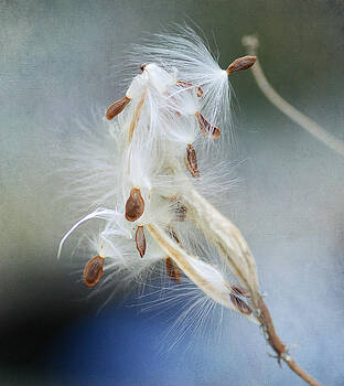 Fraida Gutovich - Ethereal Pod 4 Fraida Gutovich - Ethereal Pod 4