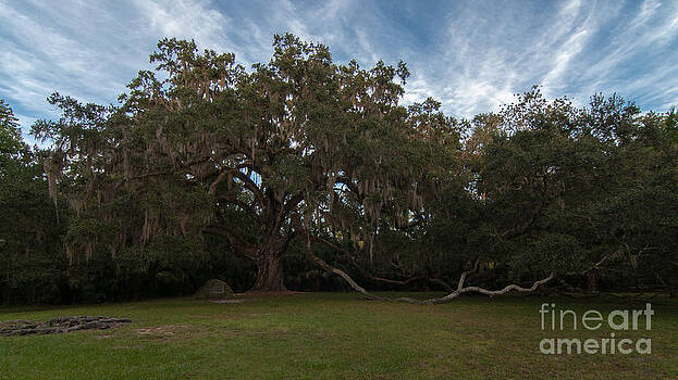 Paul Rebmann - Fairchild Oak Paul Rebmann - Fairchild Oak
