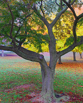 Lisa Phillips - Fall Color Lisa Phillips - Fall Color