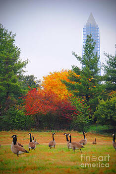 Jost Houk - Fall Geese of Washington Jost Houk - Fall Geese of Washington