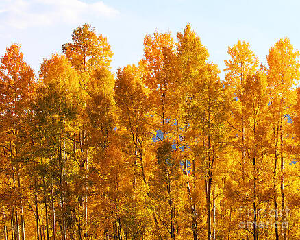Kate Avery - Fall Trees 8x10 Crop Kate Avery - Fall Trees 8x10 Crop