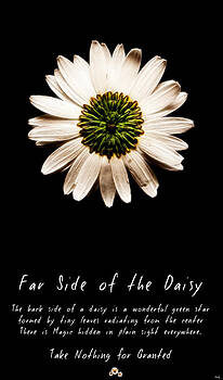Weston Westmoreland - far side of the daisy fractal version Weston Westmoreland - far side of the daisy fractal version