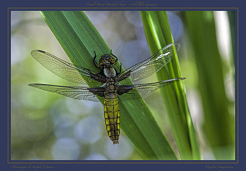 Stephen Barrie - Female Broad Bodied Chaser Libellula depressa Stephen Barrie - Female Broad Bodied Chaser Libellula depressa