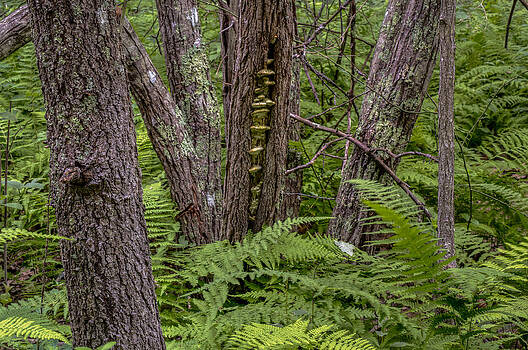 David Stone - Ferns and Trees David Stone - Ferns and Trees