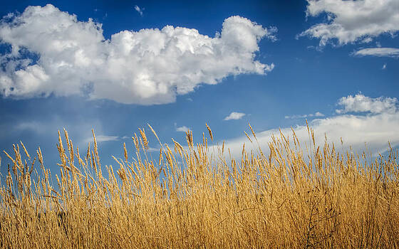 Victoria Porter - Field of Gold under Montana Sky Victoria Porter - Field of Gold under Montana Sky