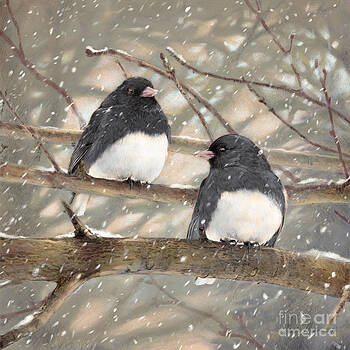 Laurie Musser - First Snow Dark-eyed Juncos Laurie Musser - First Snow Dark-eyed Juncos