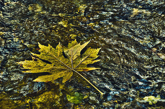 Paul W Sharpe Aka Wizard of Wonders - Floating Maple Leaf Paul W Sharpe Aka Wizard of Wonders - Floating Maple Leaf