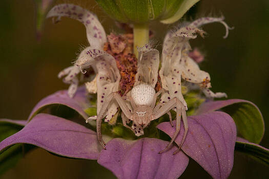 Paul Rebmann - Flower Spider on Horsemint #2 Paul Rebmann - Flower Spider on Horsemint #2