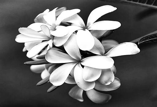 Ingrid Smith-Johnsen - Flower17 Ingrid Smith-Johnsen - Flower17