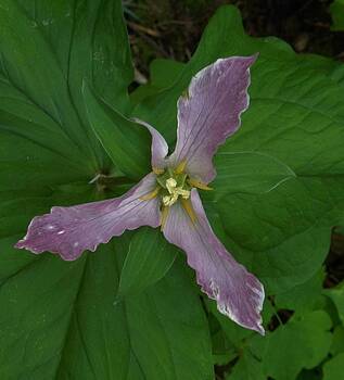 Charles Lucas - Forest Accent Trillium Charles Lucas - Forest Accent Trillium