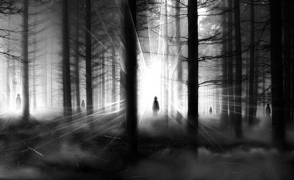 Mariusz Zawadzki - forest... Mariusz Zawadzki - forest...