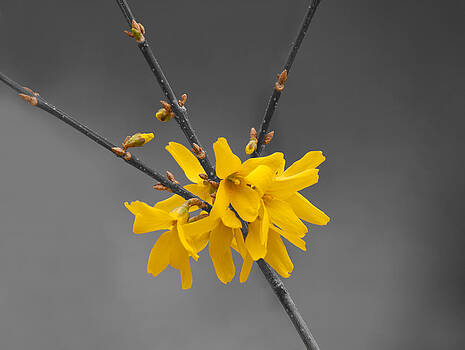 Lara Ellis - Forsythia on Black And White Lara Ellis - Forsythia on Black And White
