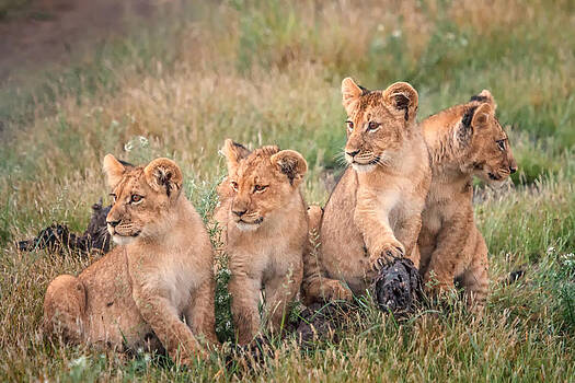 Sylvia J Zarco - Four cubs Sylvia J Zarco - Four cubs