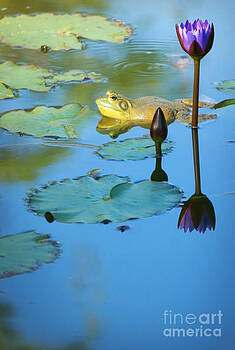 Ellen Cotton - Frog and Lily Ellen Cotton - Frog and Lily