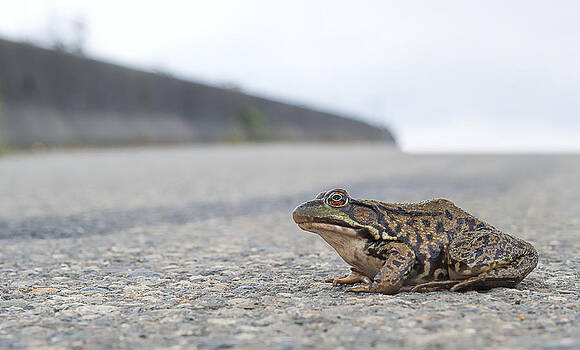 Paul W Sharpe Aka Wizard of Wonders - Frog Crossing the Road Paul W Sharpe Aka Wizard of Wonders - Frog Crossing the Road