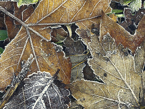 Stephen Barrie - Frosted Autumnal Palette Stephen Barrie - Frosted Autumnal Palette