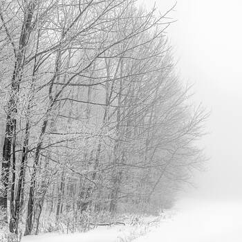 Chris Bordeleau - Frosty Forest Frontier Chris Bordeleau - Frosty Forest Frontier