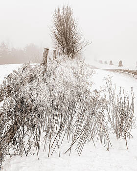 Chris Bordeleau - Frozen fog on a hedgerow - BW Chris Bordeleau - Frozen fog on a hedgerow - BW