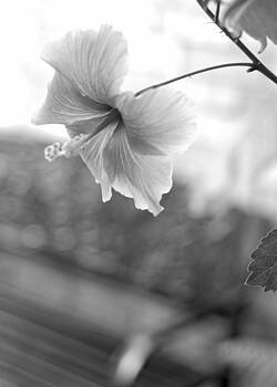 Connie Fox - Garden Bench Bokeh With Hibiscus B W Connie Fox - Garden Bench Bokeh With Hibiscus B W
