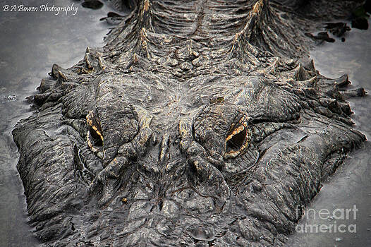 Barbara Bowen - Gator eyes Barbara Bowen - Gator eyes