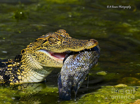 Barbara Bowen - Gator gobbles a fish Barbara Bowen - Gator gobbles a fish