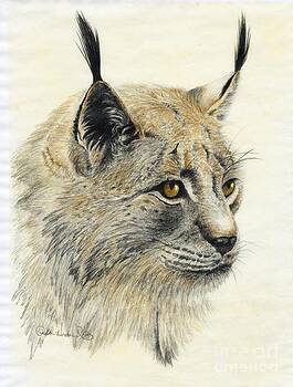 Phyllis Howard - Gazing Lynx Phyllis Howard - Gazing Lynx
