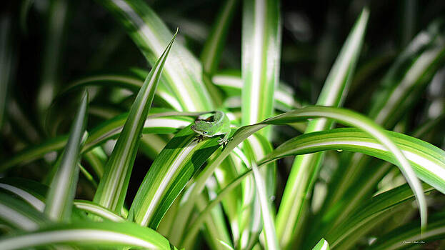 Connie Fox - Gecko Camouflaged on Spider Plant Connie Fox - Gecko Camouflaged on Spider Plant