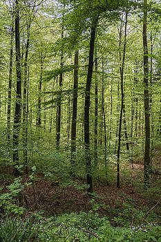 Robert VanDerWal - Deep German Forest Robert VanDerWal - Deep German Forest