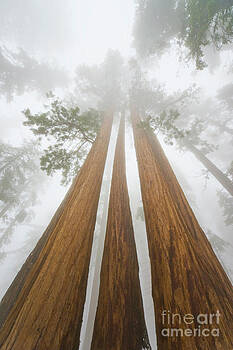 Yva Momatiuk John Eastcott - Giant Sequoias In the Fog Yva Momatiuk John Eastcott - Giant Sequoias In the Fog