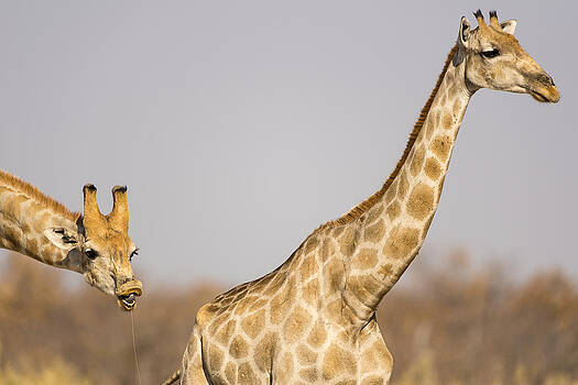 Paul W Sharpe Aka Wizard of Wonders - Giraffe Behaving Badly Paul W Sharpe Aka Wizard of Wonders - Giraffe Behaving Badly