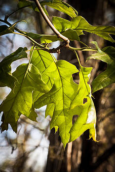 James Woody - Glowing Leaves James Woody - Glowing Leaves