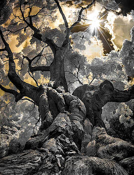 Steve Zimic - Gnarled Maple Steve Zimic - Gnarled Maple