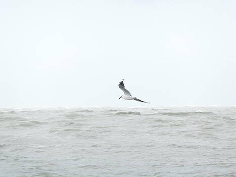 Marc Philippe Joly - goeland sur la baie de Somme Marc Philippe Joly - goeland sur la baie de Somme