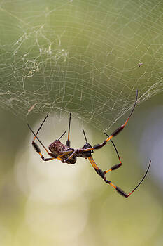 Paul Rebmann - Golden-Silk Spider Paul Rebmann - Golden-Silk Spider